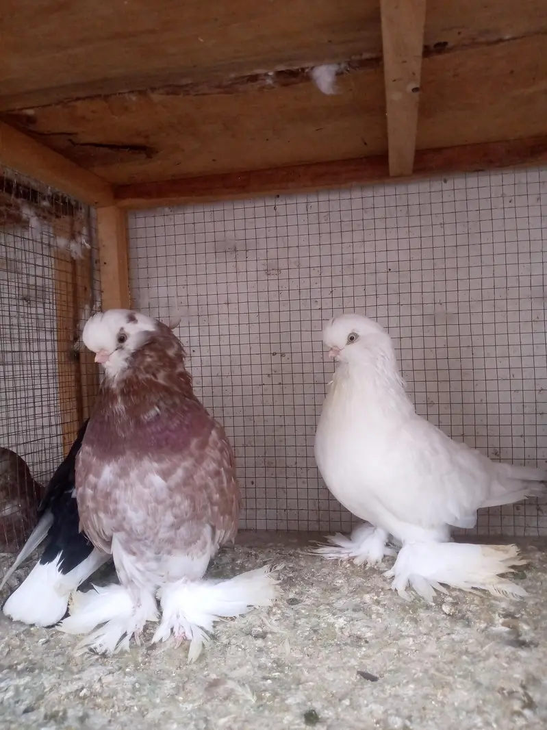 Fancy pigeons — photo 6