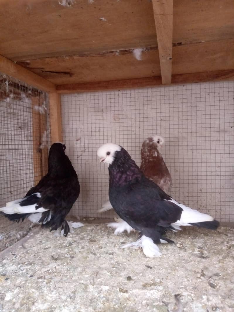 Fancy pigeons 6