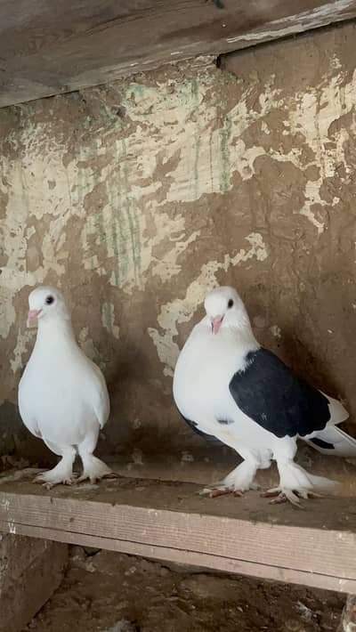 Sharazi Breeder Pair
