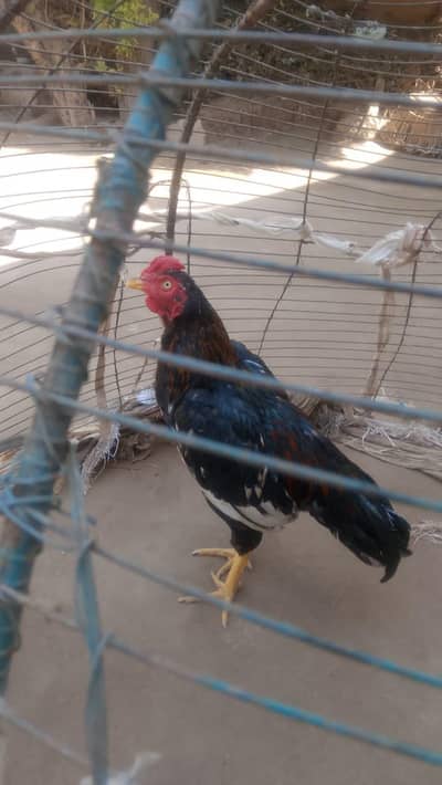 merthi amroha for sale