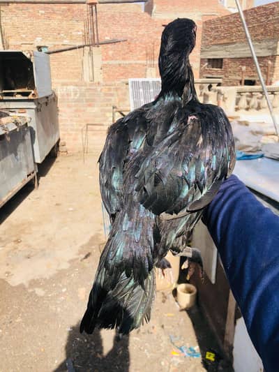 pinas pakoye lasani female imported female
