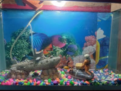 fish ghar 2ft by 1ft