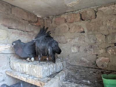 Lakkah or fancy kabootar  for sale