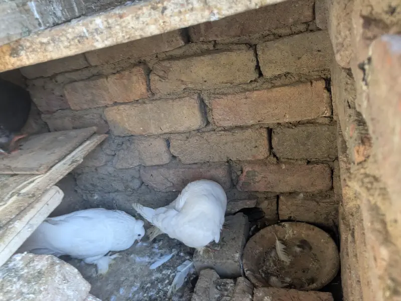 Lakkah or fancy kabootar  for sale — photo 2