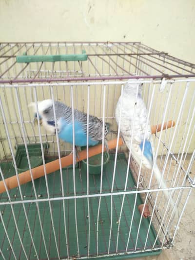 1 tufted undersize male 2 voilent male best quality