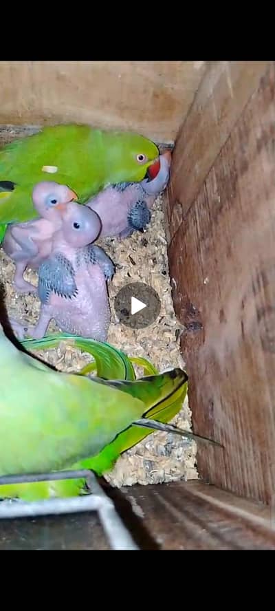 200% Breader Pair ringneck