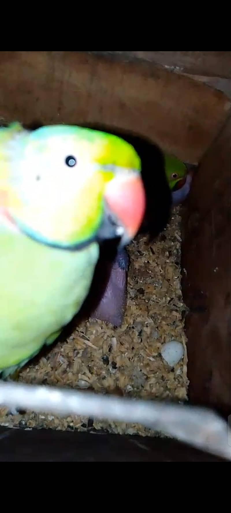 200% Breader Pair ringneck 1