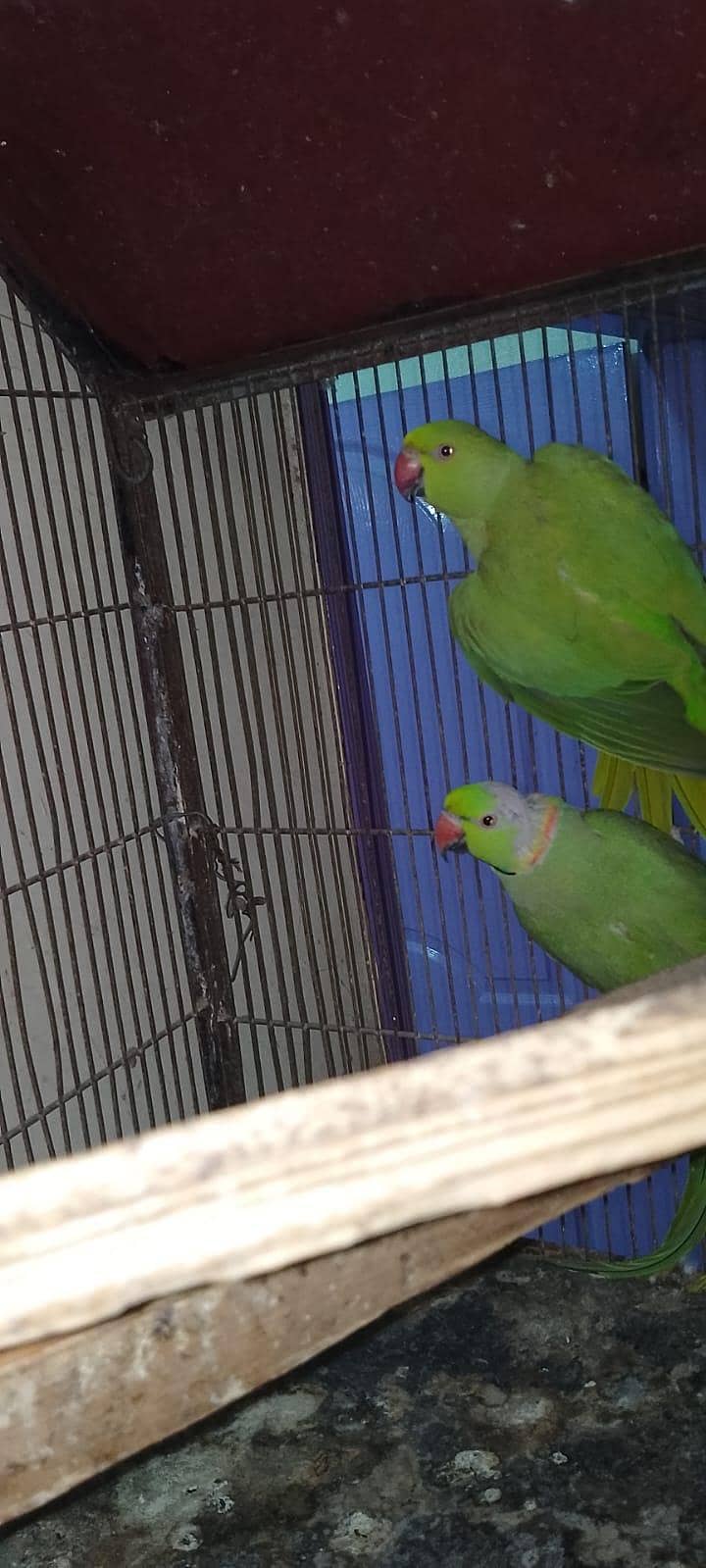 200% Breader Pair ringneck 2