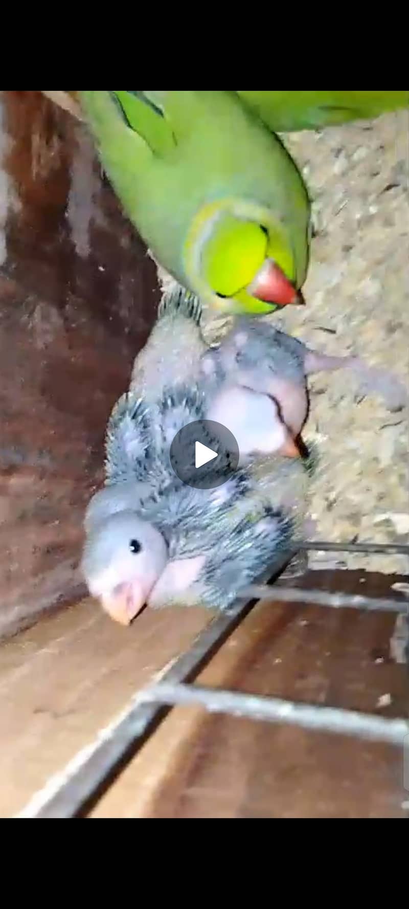 200% Breader Pair ringneck 3