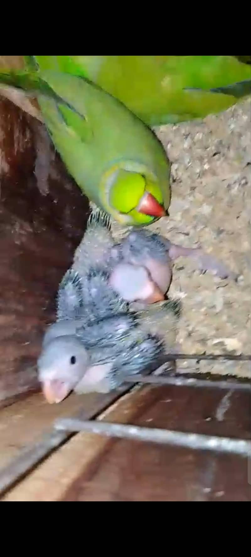 200% Breader Pair ringneck 5