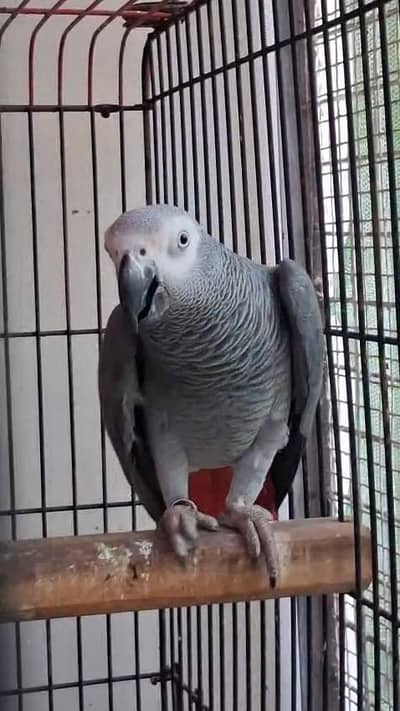 African Grey Parrot Females 0317-2151409