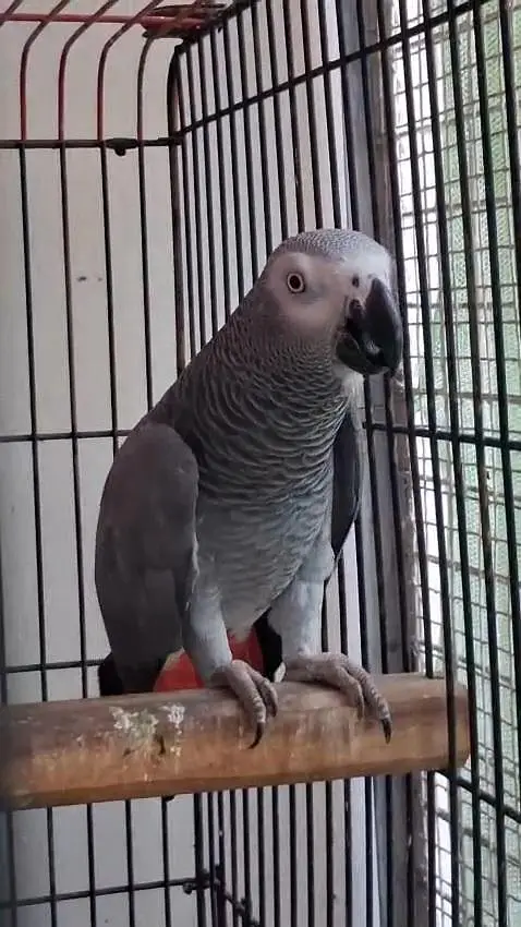 African Grey Parrot Females 0317-2151409 — photo 2