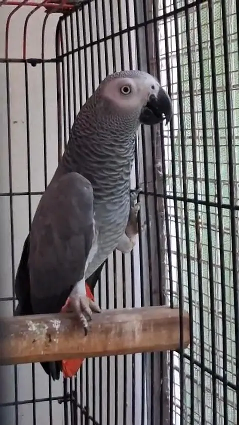 African Grey Parrot Females 0317-2151409 — photo 3