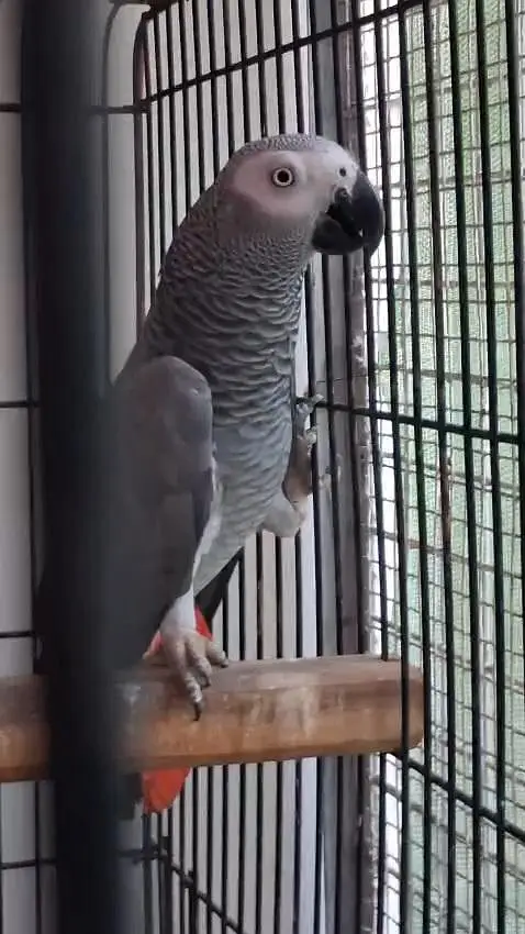 African Grey Parrot Females 0317-2151409 — photo 4
