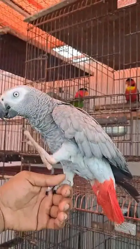 African Grey Parrot Females 0317-2151409 — photo 5