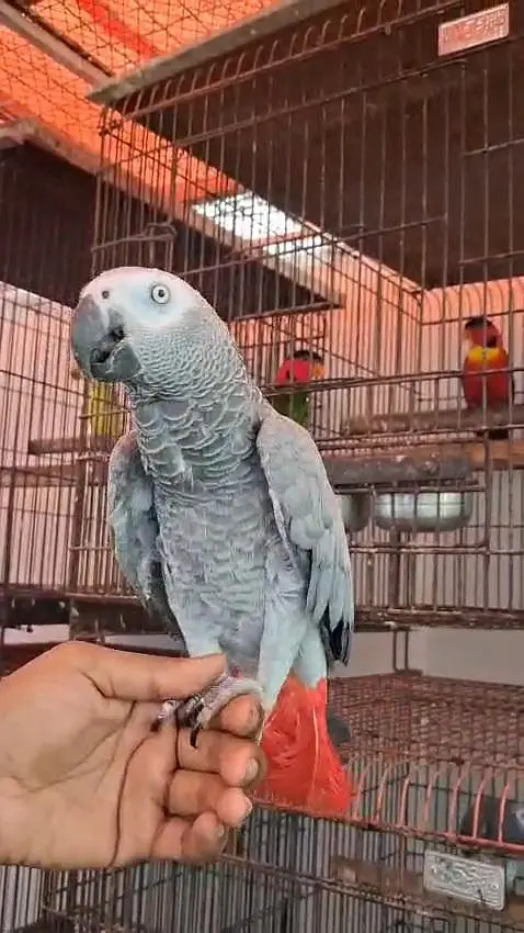 African Grey Parrot Females 0317-2151409 — photo 6