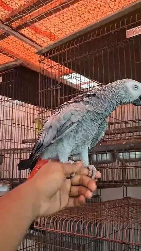 African Grey Parrot Females 0317-2151409 — photo 7
