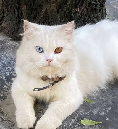 Pure wite persian cat triple coat double ayes urgent sale