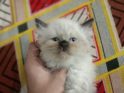 Persian cat for sale demand 16000