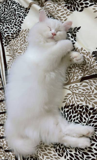 Fluffy White Persian Cat with Full Setup (Cage, Litter Box & Pack)
