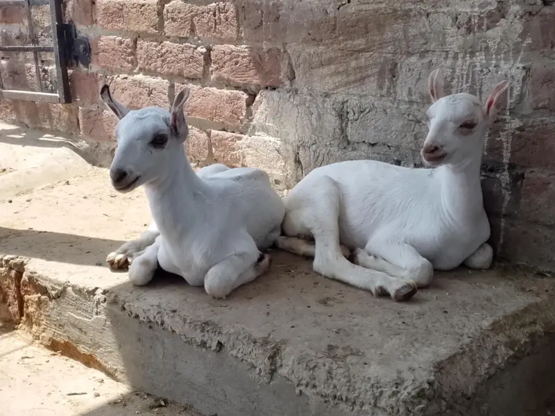 PURE BARBARI KIDS — photo 2
