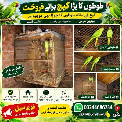 cage our طوطوں کا جوڑا بھی