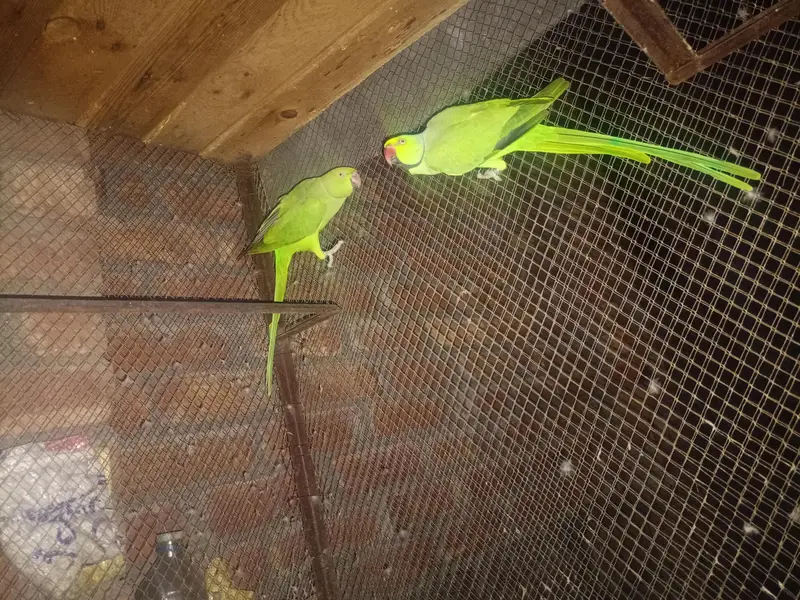 cage our طوطوں کا جوڑا بھی — photo 2