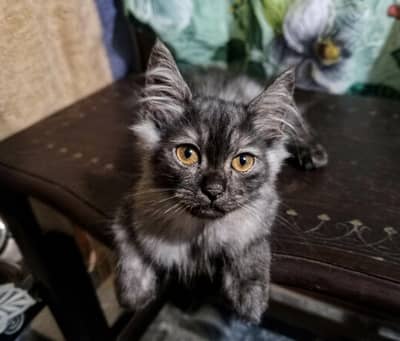 4 Persian Kittens For Sale (Negotiable Price)