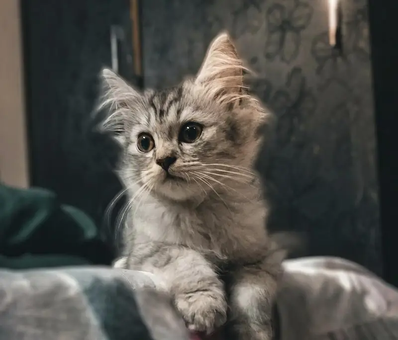 4 Persian Kittens For Sale (Negotiable Price) — photo 2