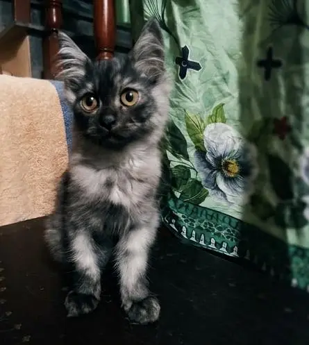 4 Persian Kittens For Sale (Negotiable Price) — photo 3