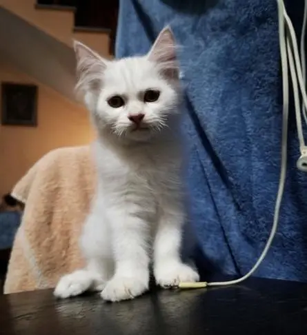 4 Persian Kittens For Sale (Negotiable Price) — photo 4