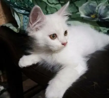 4 Persian Kittens For Sale (Negotiable Price) — photo 5