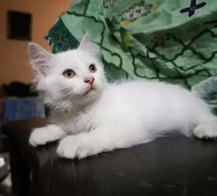 4 Persian Kittens For Sale (Negotiable Price) — photo 6