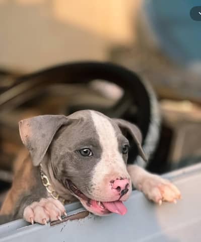 American pitbull Male puppy Hight quality