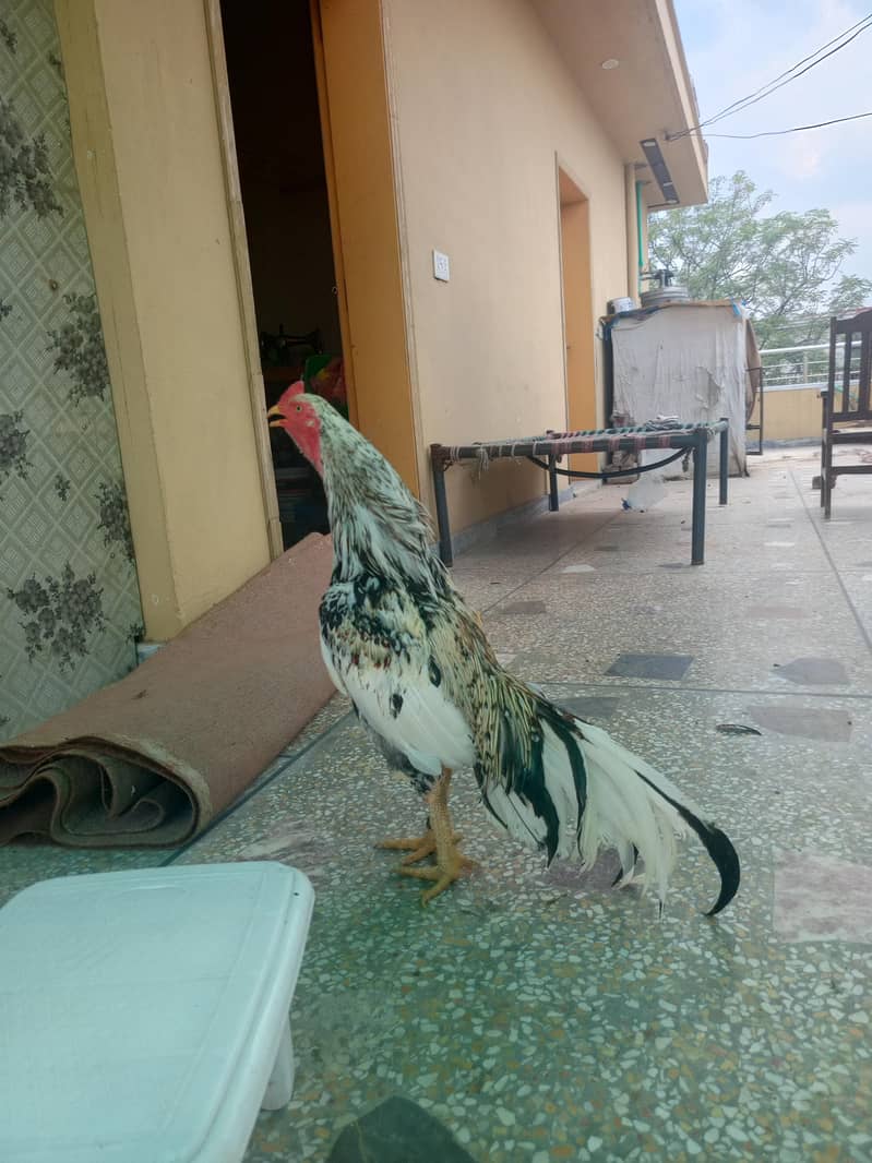 cheena murgha 3