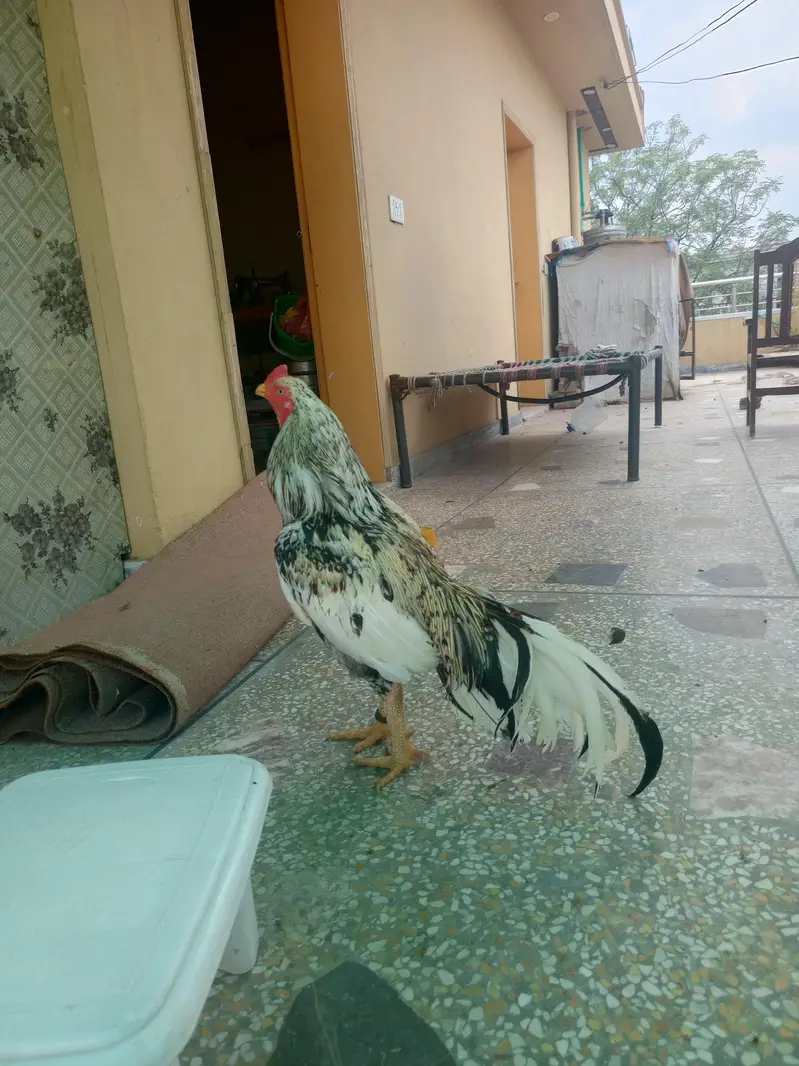 cheena murgha — photo 5