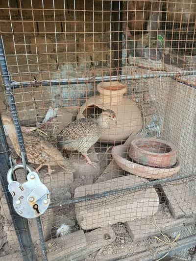 Dakhni Teetar Breeder Pair