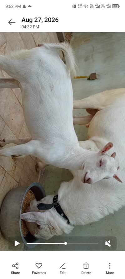 Teddy gulabi full poited