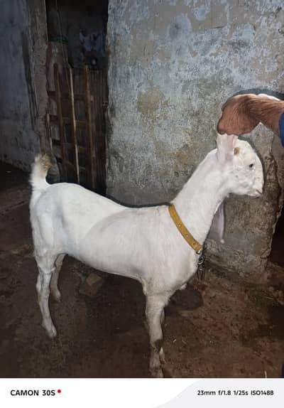 puare gulabi