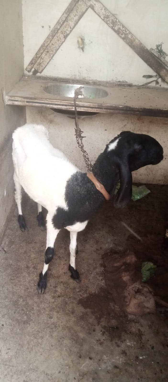 sheep 0