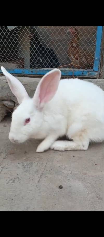 white red eyes Rabbit For sell