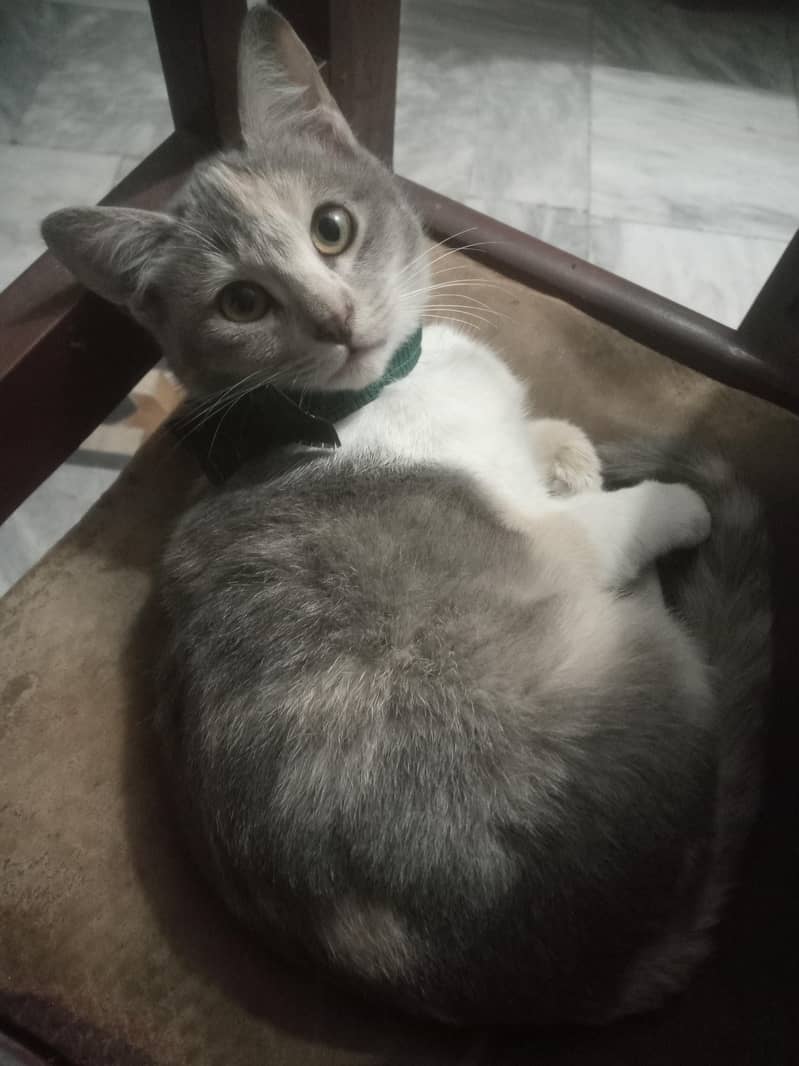 Cute Perry 1