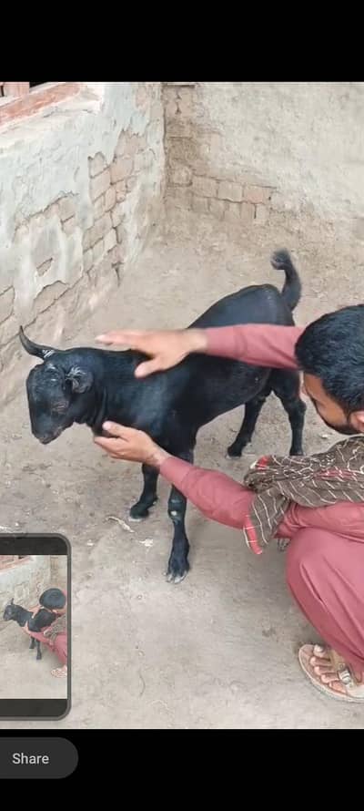 Teda Bakra