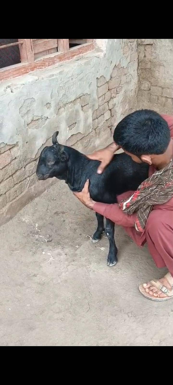 Teda Bakra 1