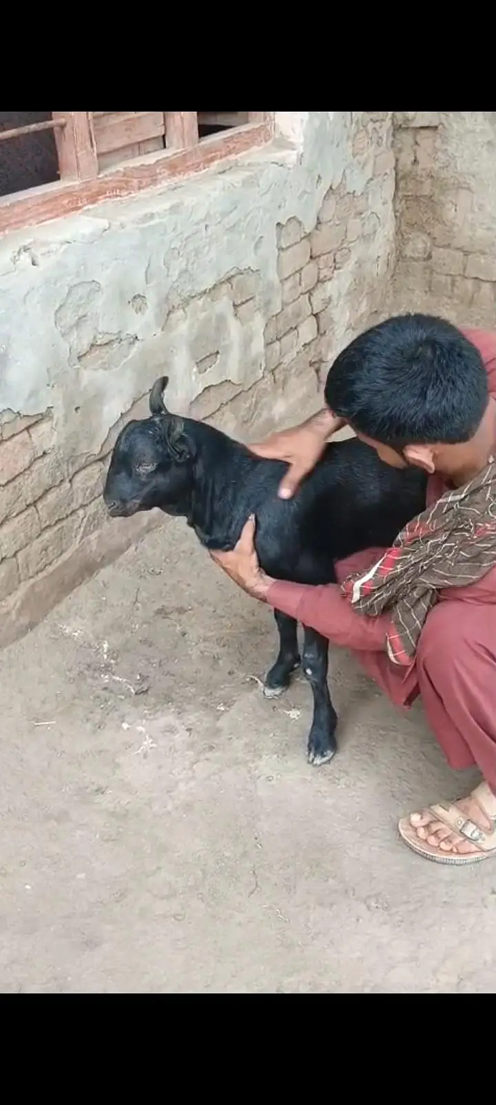 Teda Bakra — photo 2