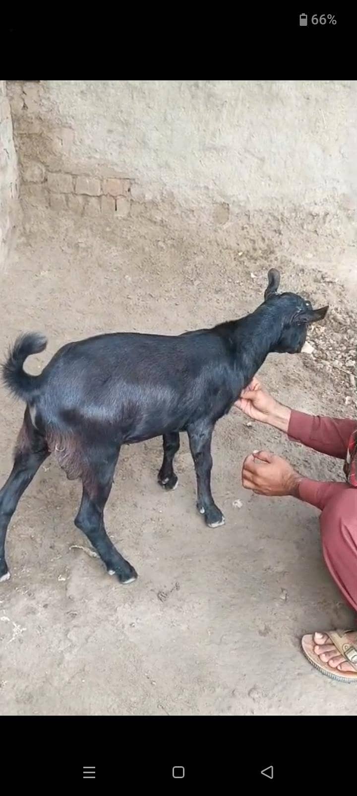 Teda Bakra 2
