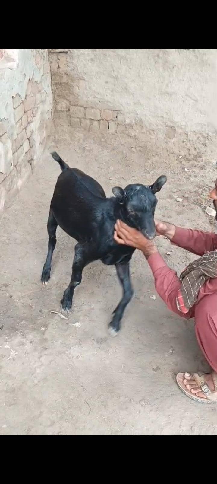 Teda Bakra 3