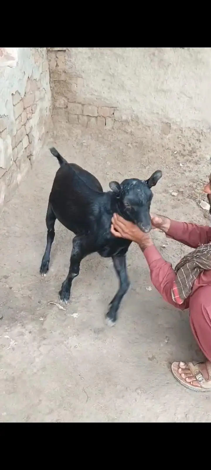 Teda Bakra — photo 4