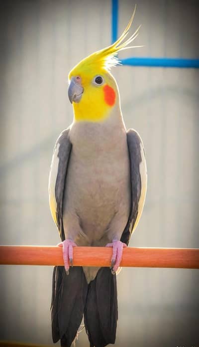 Cocktail Pair with cage