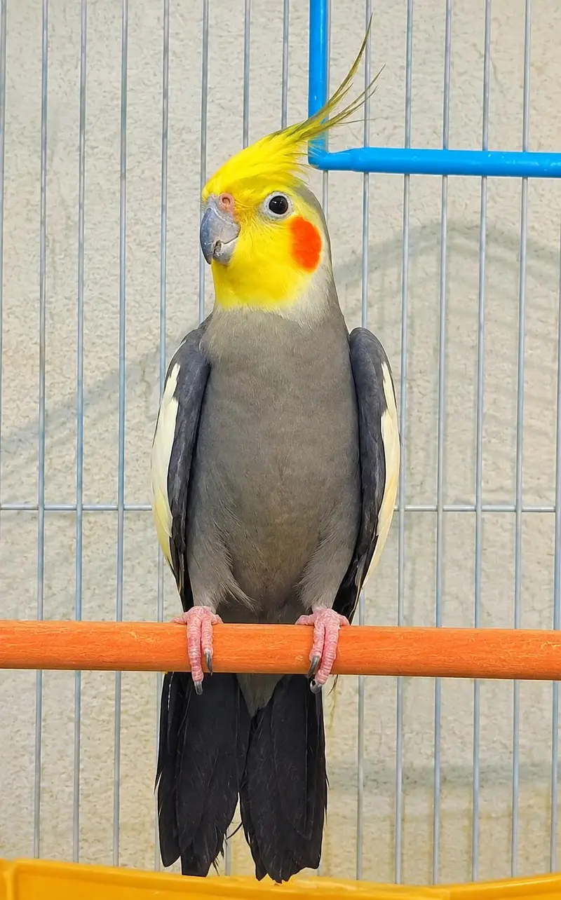 Cocktail Pair with cage — photo 2